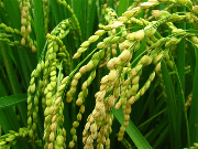 印度高调宣布大米产量超越中国 专家疑惑：这是咋超的？