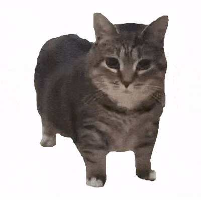 现在互联网上最火的猫，从“耄耋”变成了“萝卜纸巾猫”