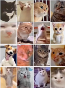 现在互联网上最火的猫,从“耄耋”变成了“萝卜纸巾猫”