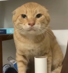 现在互联网上最火的猫,从“耄耋”变成了“萝卜纸巾猫”