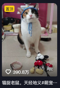 现在互联网上最火的猫,从“耄耋”变成了“萝卜纸巾猫”