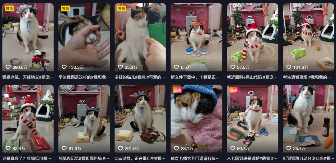 现在互联网上最火的猫,从“耄耋”变成了“萝卜纸巾猫”