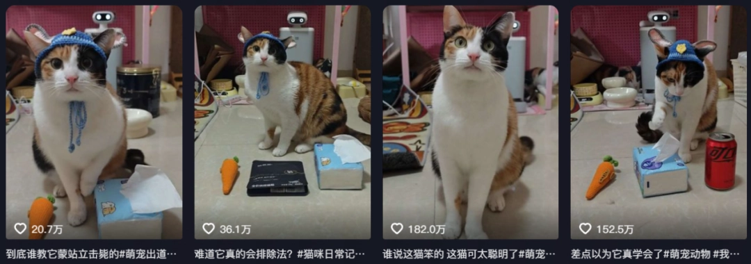 现在互联网上最火的猫,从“耄耋”变成了“萝卜纸巾猫”