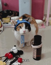 现在互联网上最火的猫,从“耄耋”变成了“萝卜纸巾猫”