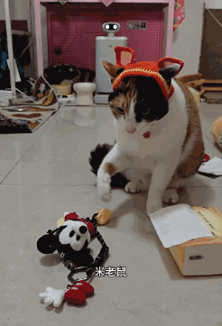 现在互联网上最火的猫,从“耄耋”变成了“萝卜纸巾猫”