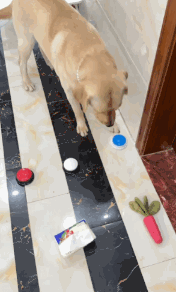 现在互联网上最火的猫,从“耄耋”变成了“萝卜纸巾猫”