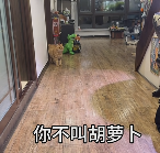 现在互联网上最火的猫,从“耄耋”变成了“萝卜纸巾猫”