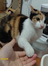 现在互联网上最火的猫,从“耄耋”变成了“萝卜纸巾猫”