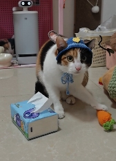 现在互联网上最火的猫,从“耄耋”变成了“萝卜纸巾猫”