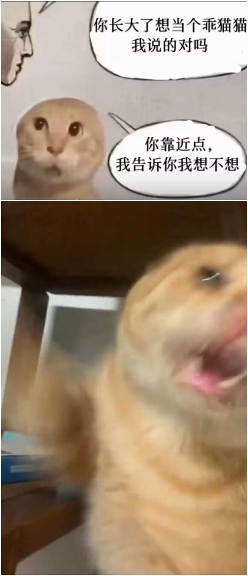 现在互联网上最火的猫,从“耄耋”变成了“萝卜纸巾猫”