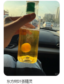 东方树叶变质长出的茶菌,怎么就成为了超越哈基米的宠物界顶流?