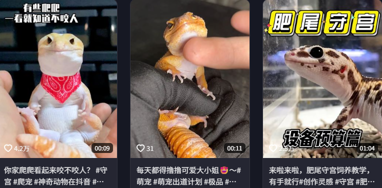 东方树叶变质长出的茶菌，怎么就成为了超越哈基米的宠物界顶流？