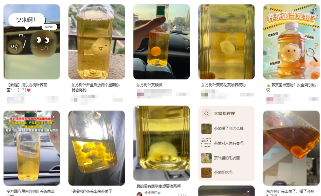 东方树叶变质长出的茶菌,怎么就成为了超越哈基米的宠物界顶流?