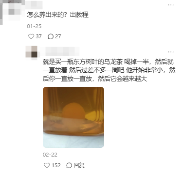 东方树叶变质长出的茶菌,怎么就成为了超越哈基米的宠物界顶流?