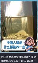 东方树叶变质长出的茶菌,怎么就成为了超越哈基米的宠物界顶流?