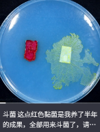 东方树叶变质长出的茶菌,怎么就成为了超越哈基米的宠物界顶流?