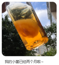 东方树叶变质长出的茶菌,怎么就成为了超越哈基米的宠物界顶流?
