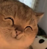 再度翻红的乌兰图雅,成了新的网络抽象圣体