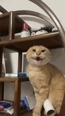 跟着圆头耄耋学跳舞，是日本美少女成为神人的必修课