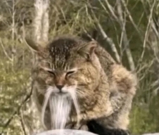 跟着圆头耄耋学跳舞，是日本美少女成为神人的必修课