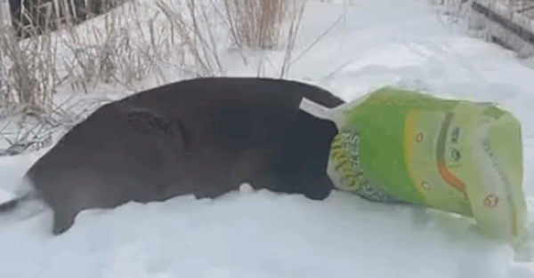 纽约警方接到“面具人”报警，赶到现场发现嫌疑人竟是一头鹿