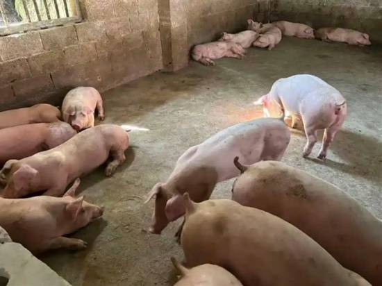 95后养猪人给猪放DJ，没想到猪圈变迪厅后生猪更活泼了